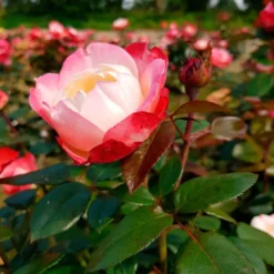 Edelrose 'Nostalgie' - Zweifarbige Blüten sofort