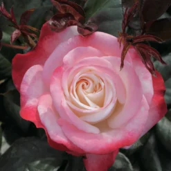 Edelrose 'Nostalgie' - Zweifarbige Blüten sofort