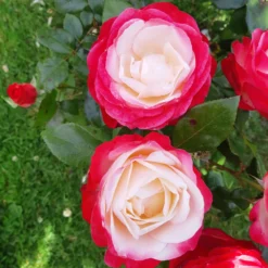 Edelrose 'Nostalgie' - Zweifarbige Blüten sofort