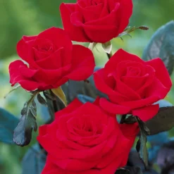 Edelrose Oklahoma - Tiefrot und stark duftend