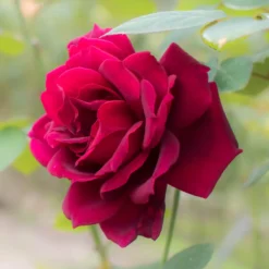 Edelrose Oklahoma - Tiefrot und stark duftend