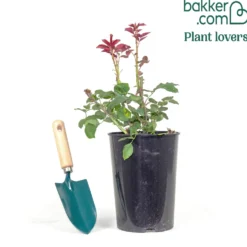 Edelrose Oklahoma - Tiefrot und stark duftend