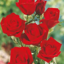 Edelrose Oklahoma - Tiefrot und stark duftend