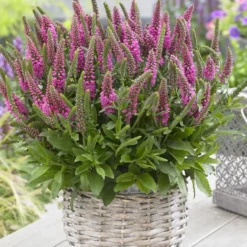 Ehrenpreis Bubblegum Candles ® - Pinke Kerzen im Beet