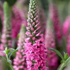 Ehrenpreis Bubblegum Candles ® - Pinke Kerzen im Beet