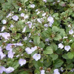 Ehrenpreis ‘Madame Mercier’ - Blaue Blütenpracht im Steingarten