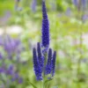 Ehrenpreis ‘Marietta’ - Violette Blütenkerzen den ganzen Sommer