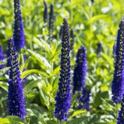 Ehrenpreis ‘Marietta’ - Violette Blütenkerzen den ganzen Sommer