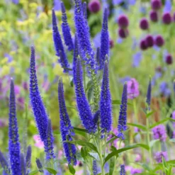 Ehrenpreis ‘Marietta’ - Violette Blütenkerzen den ganzen Sommer