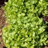 Eichblattsalatpflanzen blond (x6) - Salat ernten in Wochen