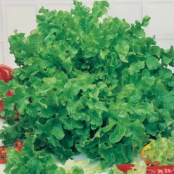 Eichblattsalat - Zarte Blätter frisch geerntet