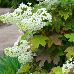 Eichenblättrige Hortensie - Herbstfarben ohne Aufwand