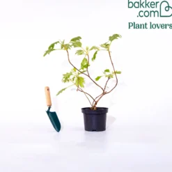 Eichenblättrige Hortensie - Herbstfarben ohne Aufwand