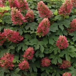 Eichenblättrige Hortensie 'Ruby Slippers'® - Blüten die rosa werden