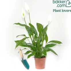 Einblatt Spathiphyllum 'Pearl Cupido' Weiß - Weiße Blüten ohne Aufwand