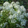 Einjähriges Silberblatt 'Albiflora' - Silbermünzen im Herbst