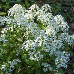 Einjähriges Silberblatt 'Albiflora' - Silbermünzen im Herbst