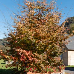 Eisenholzbaum - Flammendes Herbstlaub