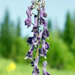 Eisenhut Purple Sparrow - Violette Blüten im Halbschatten