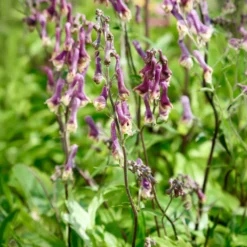 Eisenhut Purple Sparrow - Violette Blüten im Halbschatten