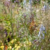 Eisenkraut Lavender Spires - Violette Blütenwolke im Beet