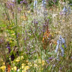 Eisenkraut Lavender Spires - Violette Blütenwolke im Beet