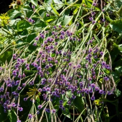 Eisenkraut Lavender Spires - Violette Blütenwolke im Beet