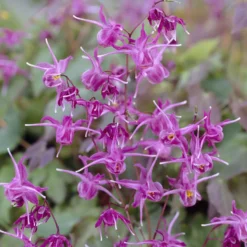 Elfenblume ‘Lilafee’ - Blüht wo nichts wachsen will