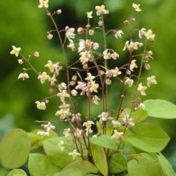 Elfenblume pubigerum - Grün auch im Winter