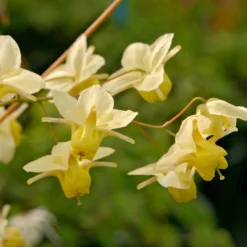 Elfenblume Sulphureum - Grün im Schatten, mühelos