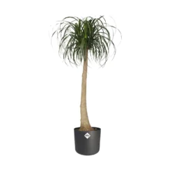 Elho Blumentopf B.for soft rund anthrazit - Sofort mehr Stil