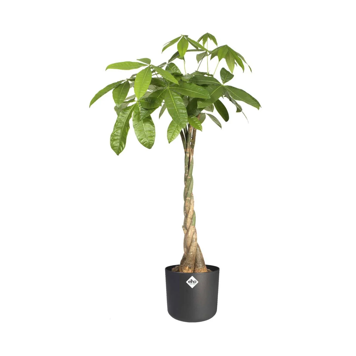 Elho Blumentopf B.for soft rund anthrazit - Sofort mehr Stil