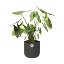 Elho Blumentopf B.for soft rund anthrazit - Sofort mehr Stil