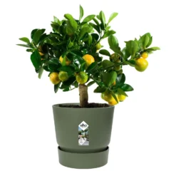 Elho Blumentopf 'Greenville Leaf Green' - Sofort mehr Grün zu Hause