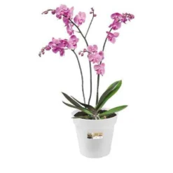 Elho Orchideentopf - Orchideen strahlen sofort