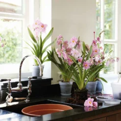 Elho Orchideentopf - Orchideen strahlen sofort