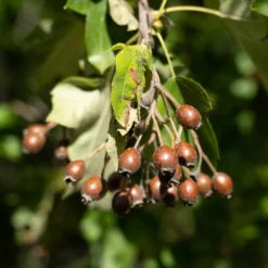 Elsbeere - Baum des Jahres im Garten