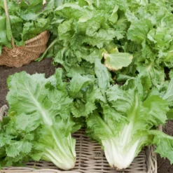 Endiviensalat ‘Cornet de Bordeaux’ - Knackiger Salat bis in den Winter