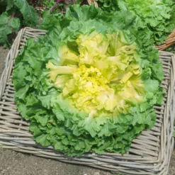Endiviensalat ‘Geante Maraichere’ - Knackig bis in den Herbst