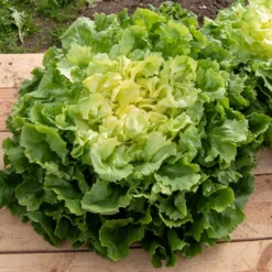 Endiviensalat ‘Grosse bouclee’ - Knackig, kraus, bis November