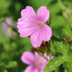 Endress-Storchschnabel - Rosa Blütenteppich