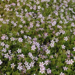 Endress-Storchschnabel - Rosa Blütenteppich