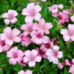 Endress-Storchschnabel - Rosa Blütenteppich
