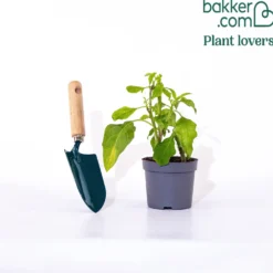 Engelstrompete gelb - Riesenblüten den ganzen Sommer