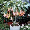 Engelstrompeten Exotic Pink - Riesenblüten in Zartrosa