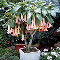 Engelstrompeten Exotic Pink - Riesenblüten in Zartrosa
