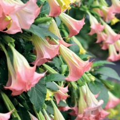 Engelstrompeten Exotic Pink - Riesenblüten in Zartrosa