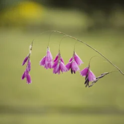 Engelstrompeten-Lilie - Zarte Blüten im Wind
