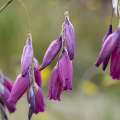 Engelstrompeten-Lilie - Zarte Blüten im Wind