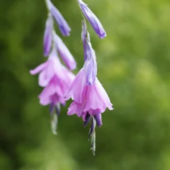 Engelstrompeten-Lilie - Zarte Blüten im Wind